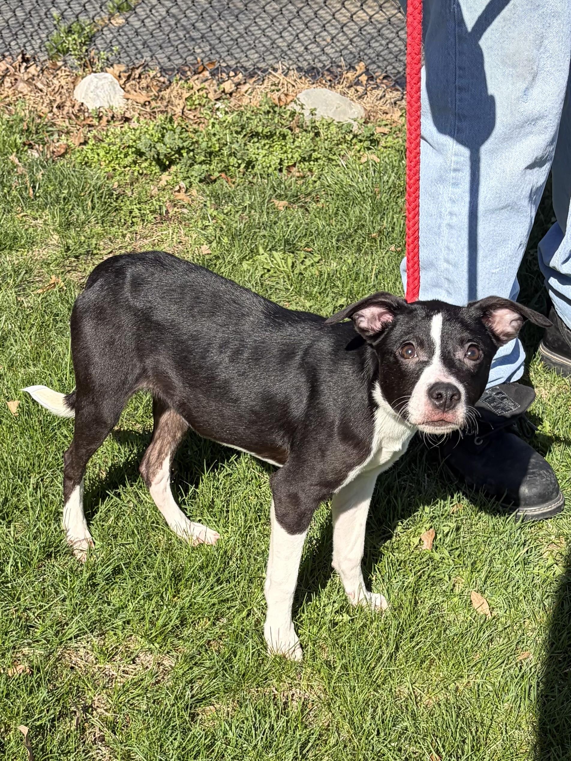 Enlarge Cutie Pie, a ADOPTABLE mixed breed in Winchester, VA image 3/4