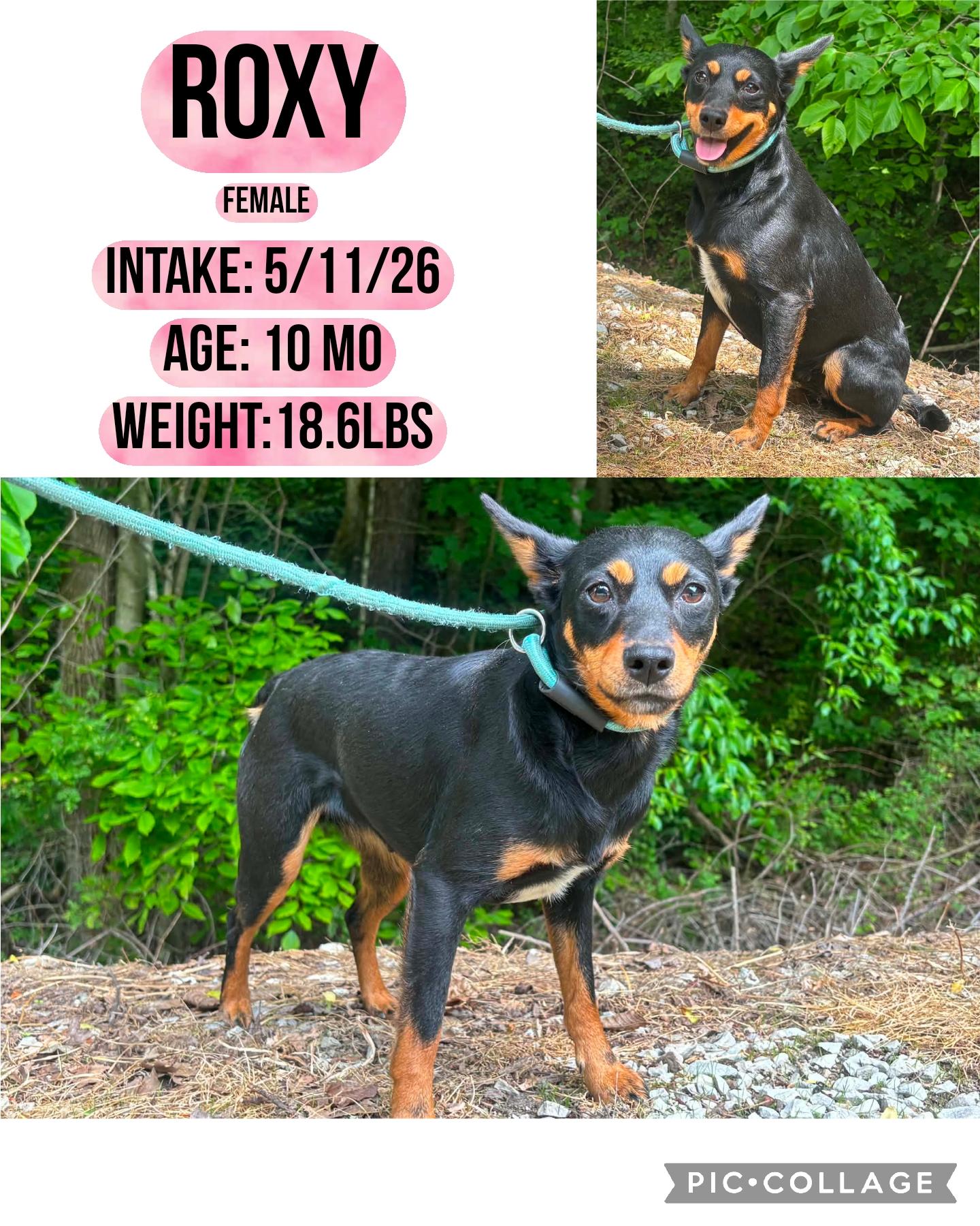 Enlarge Roxy, a ADOPTABLE mixed breed in Staffordsville, KY image 1/1