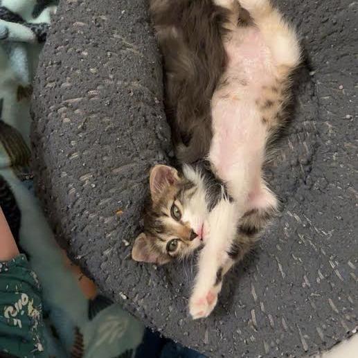 Prosecco w/ Riesling - Energetic & Cuddly! Good w/ Cats & Kids!, a Adoptable Domestic Medium Hair in Flagstaff, AZ image 1/6