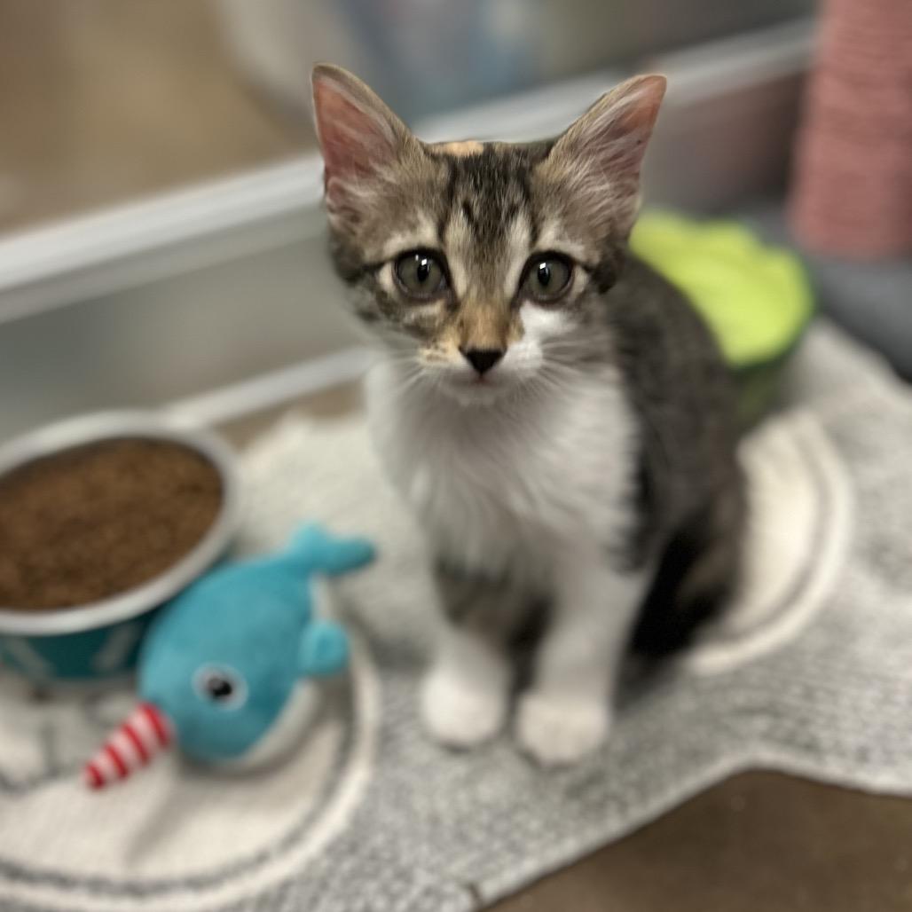 Prosecco w/ Riesling - Energetic & Cuddly! Good w/ Cats & Kids!, a Adoptable Domestic Medium Hair in Flagstaff, AZ image 2/6