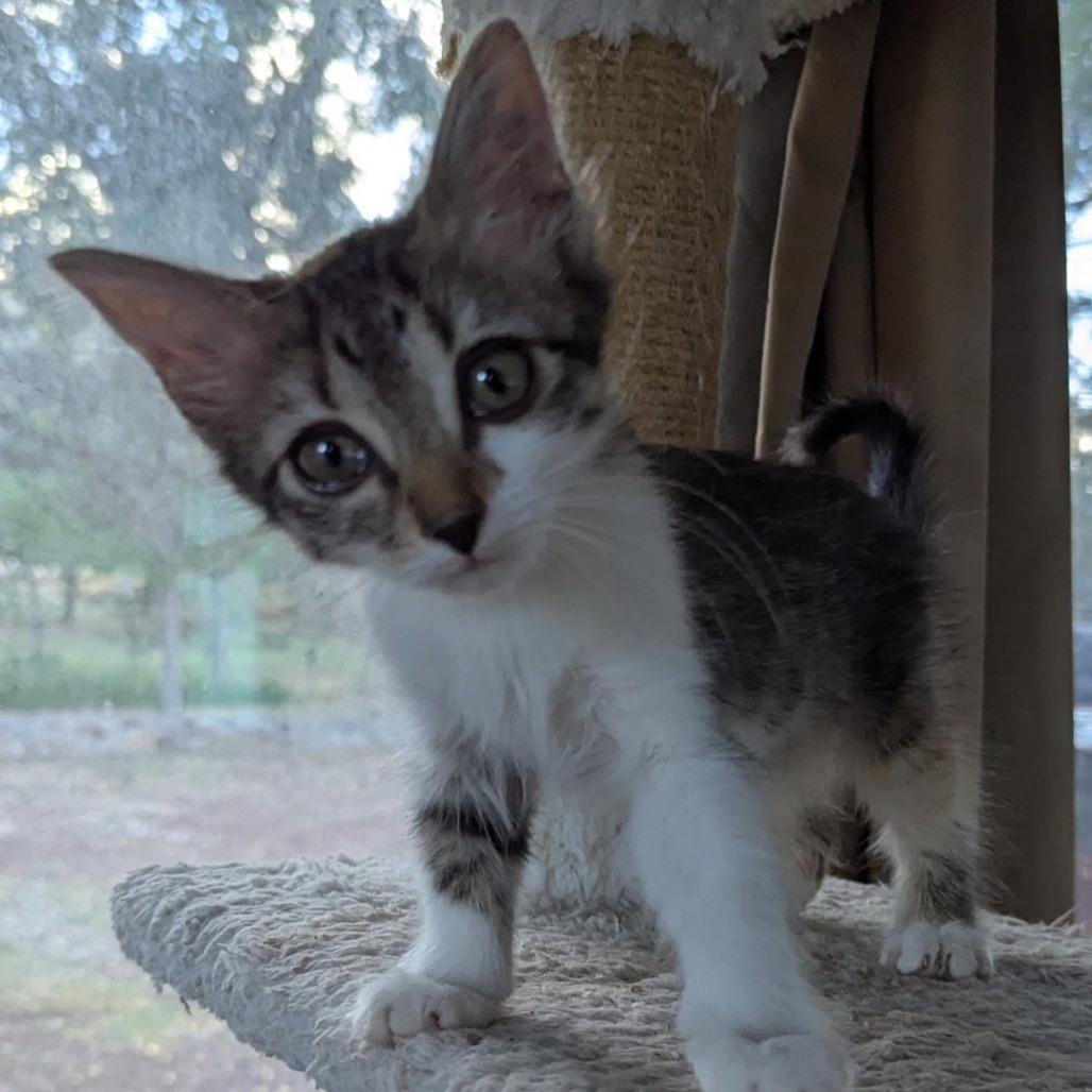 Prosecco w/ Riesling - Energetic & Cuddly! Good w/ Cats & Kids!, a Adoptable Domestic Medium Hair in Flagstaff, AZ image 3/6