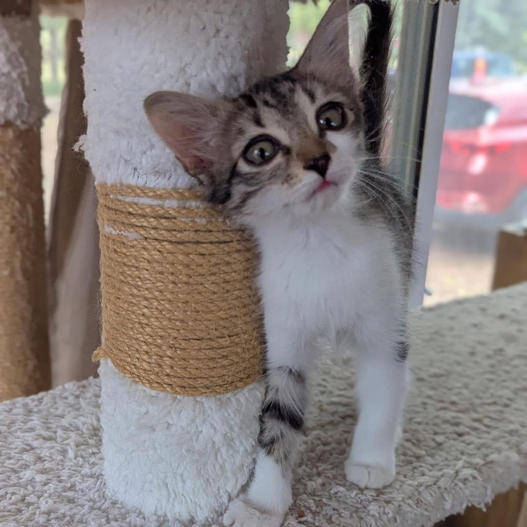 Prosecco w/ Riesling - Energetic & Cuddly! Good w/ Cats & Kids!, a Adoptable Domestic Medium Hair in Flagstaff, AZ image 4/6