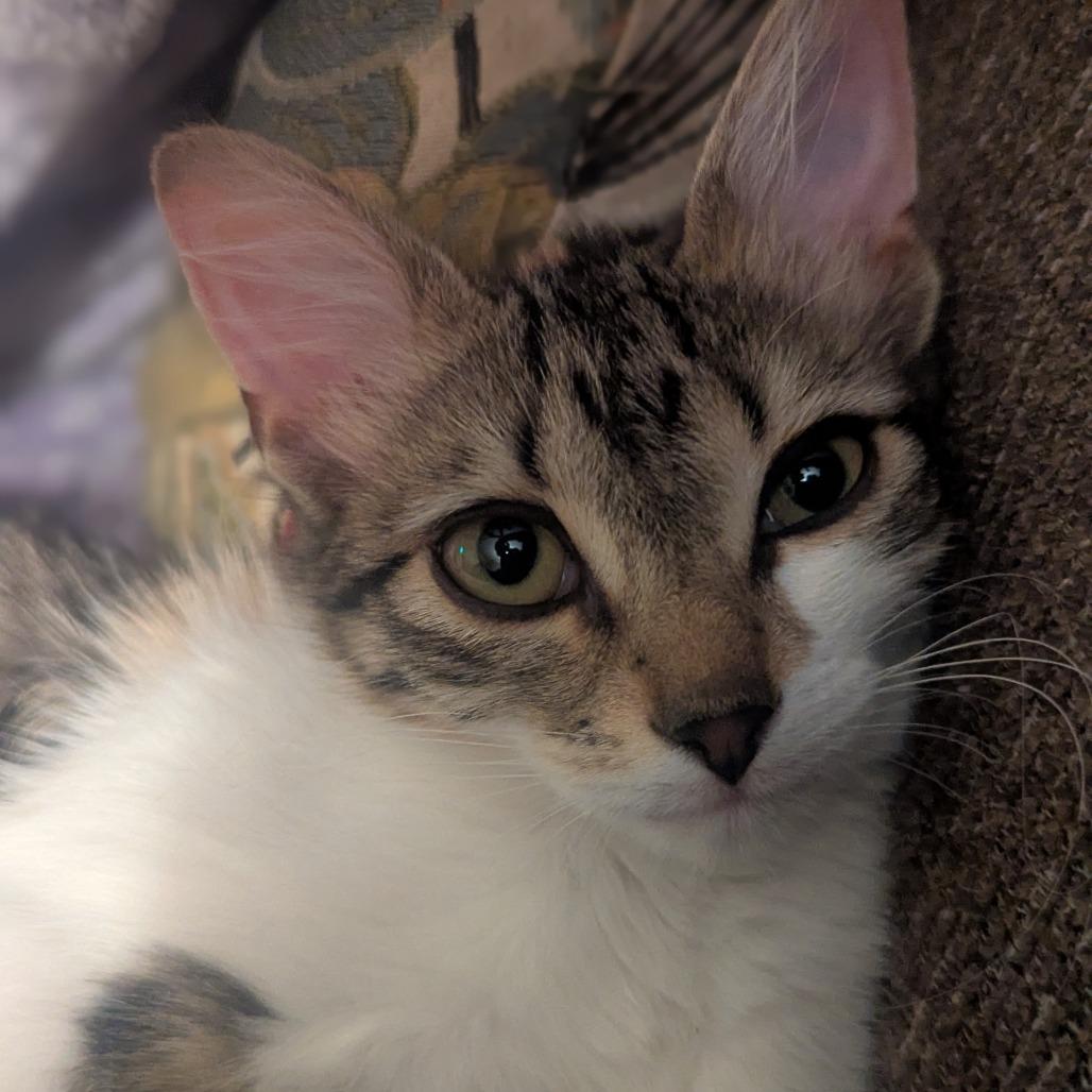 Prosecco w/ Riesling - Energetic & Cuddly! Good w/ Cats & Kids!, a Adoptable Domestic Medium Hair in Flagstaff, AZ image 5/6