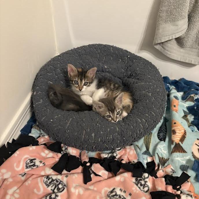 Prosecco w/ Riesling - Energetic & Cuddly! Good w/ Cats & Kids!, a Adoptable Domestic Medium Hair in Flagstaff, AZ image 6/6