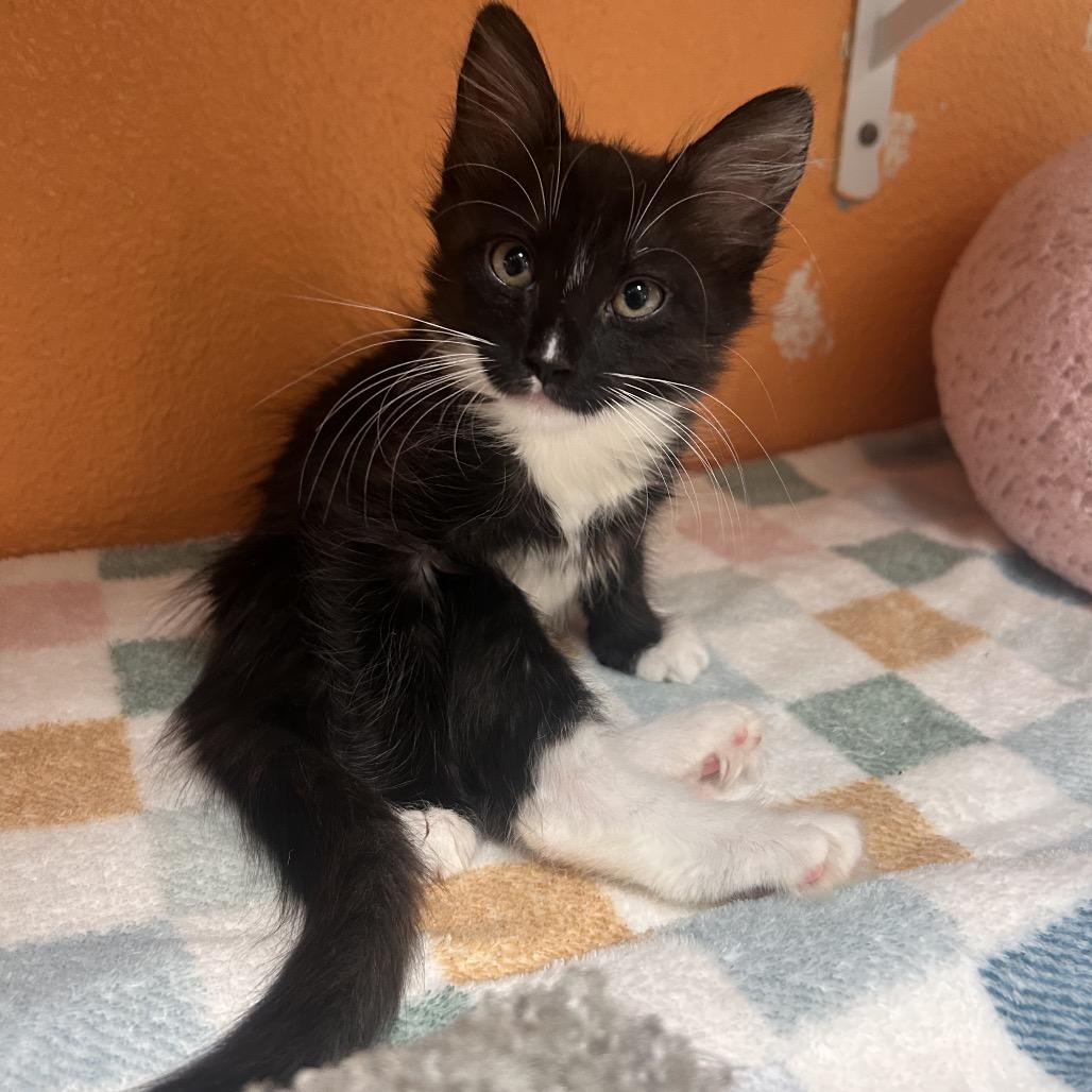 Enlarge Naur, a Adoptable Domestic Medium Hair in Fresno, CA image 1/3