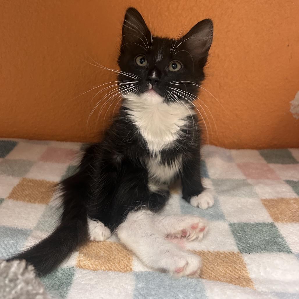 Enlarge Naur, a Adoptable Domestic Medium Hair in Fresno, CA image 2/3