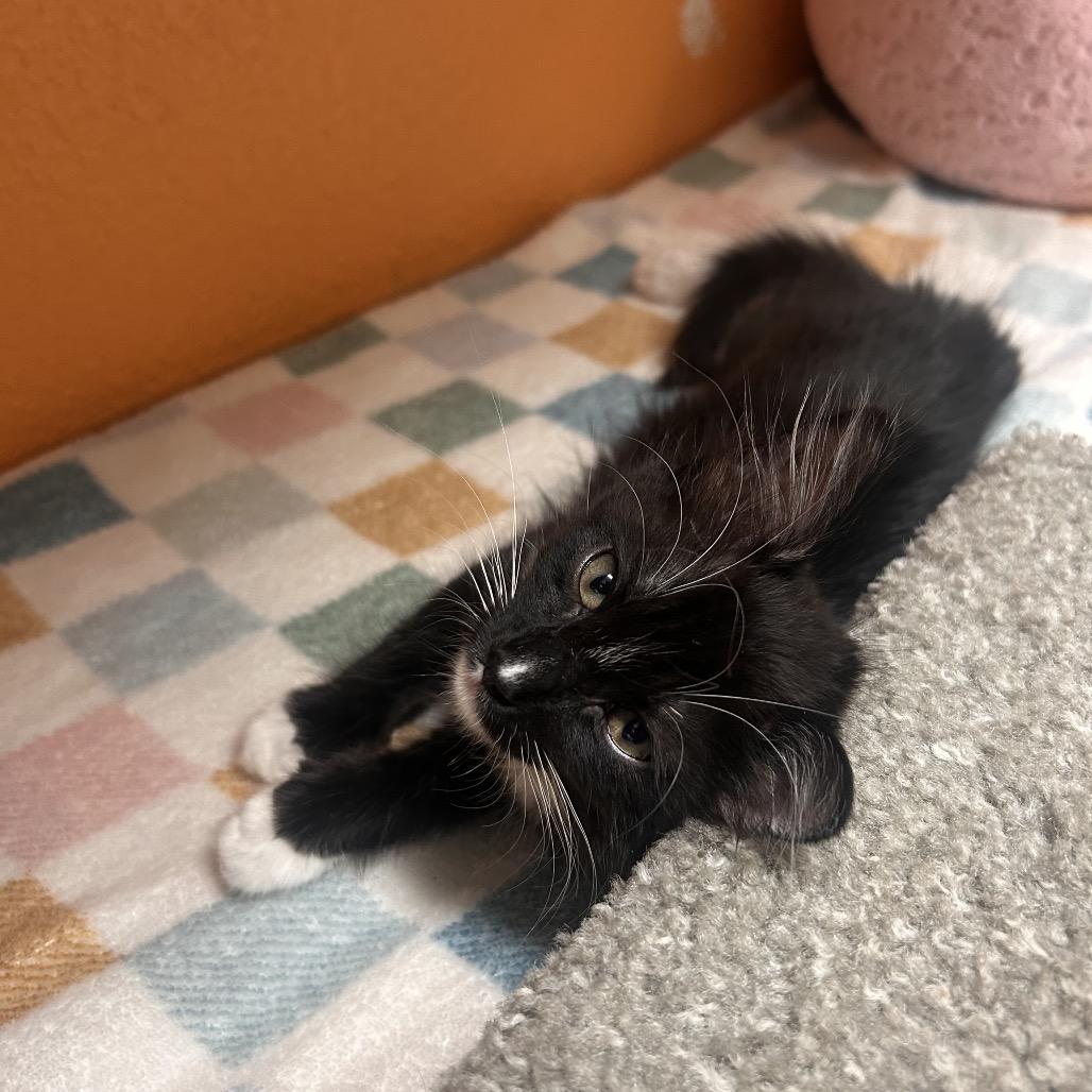 Enlarge Naur, a Adoptable Domestic Medium Hair in Fresno, CA image 3/3