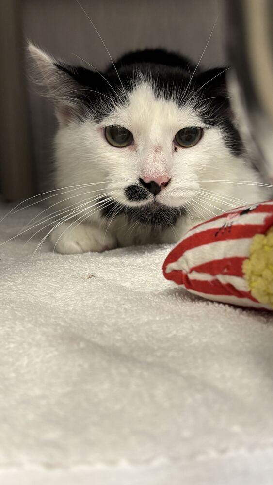 Enlarge Morris, a Adoptable Domestic Long Hair in Bowling Green, OH image 1/2