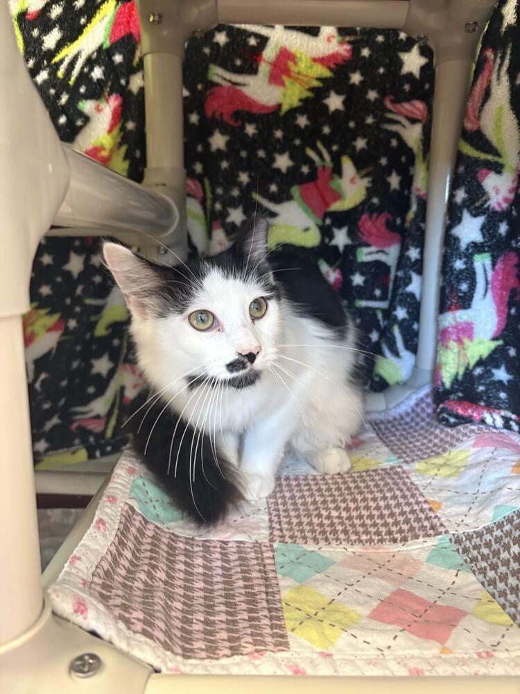 Enlarge Morris, a Adoptable Domestic Long Hair in Bowling Green, OH image 2/2