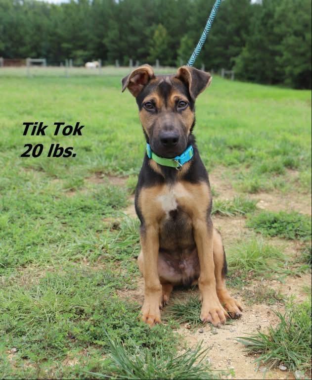Enlarge Tic Tok, a Adoptable mixed breed in Oxford, NC image 1/1