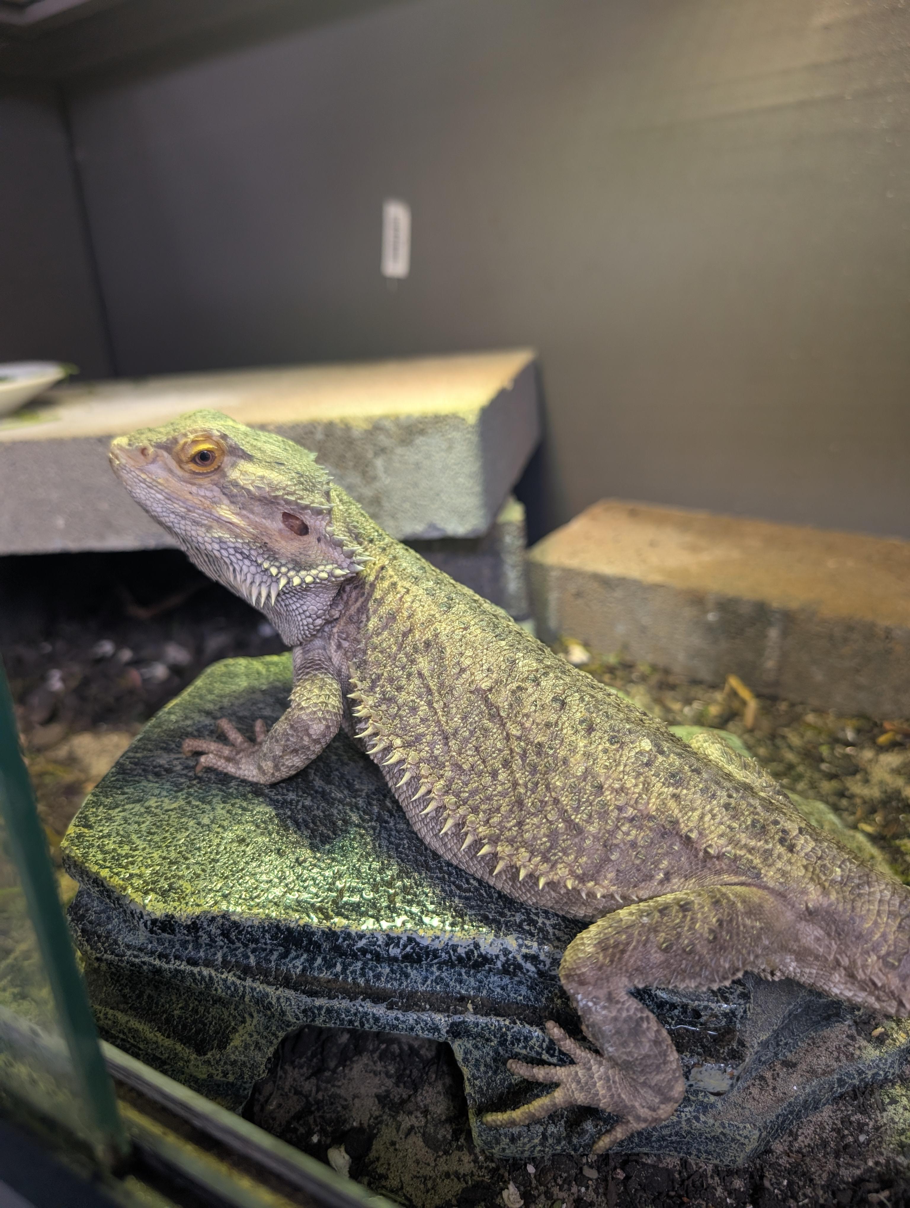 Sarge, ADOPTABLE, Young Unknown Bearded Dragon.