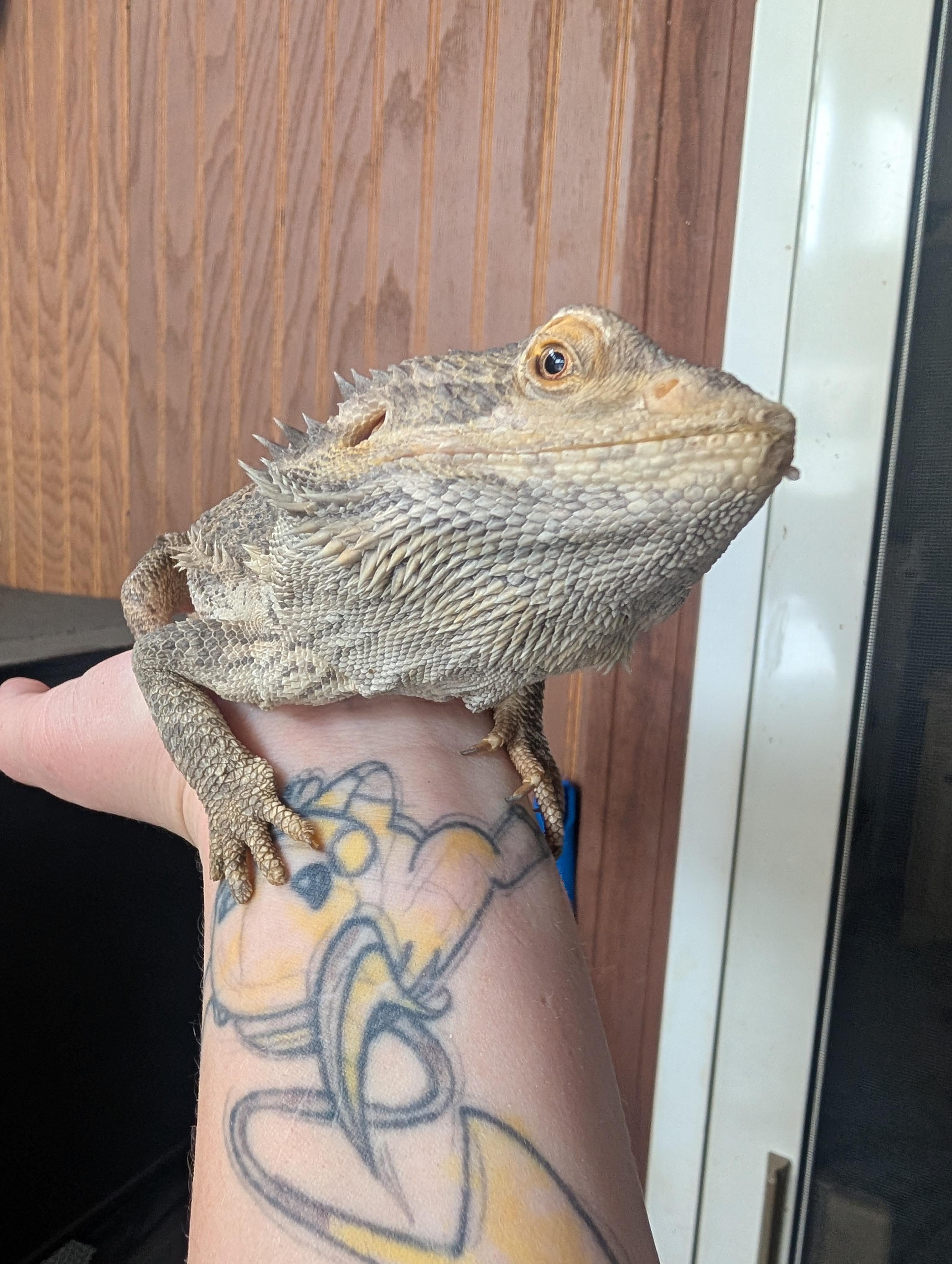 Enlarge Sarge, a ADOPTABLE Bearded Dragon in Merrill, MI image 2/4