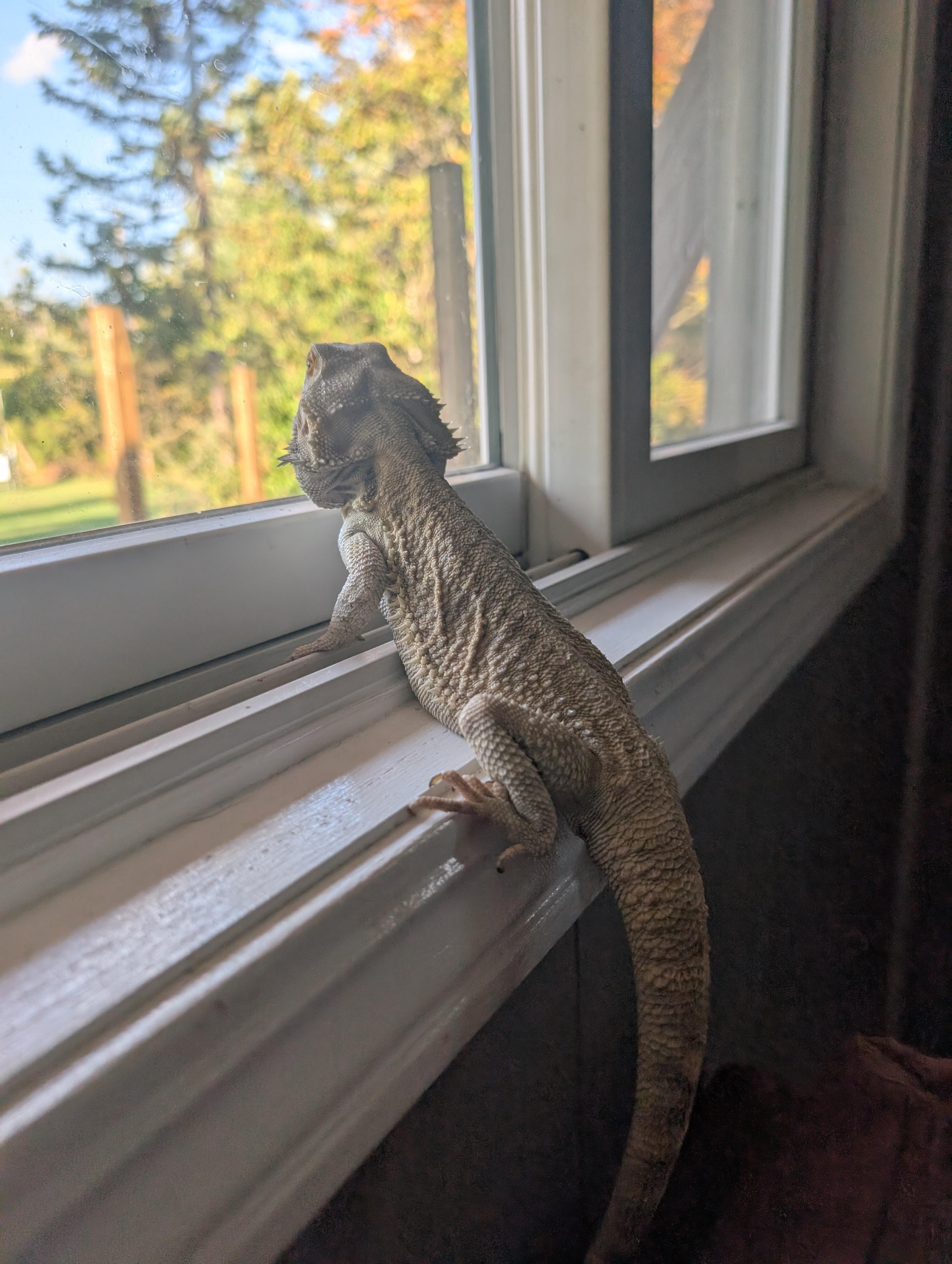 Enlarge Sarge, a ADOPTABLE Bearded Dragon in Merrill, MI image 3/4