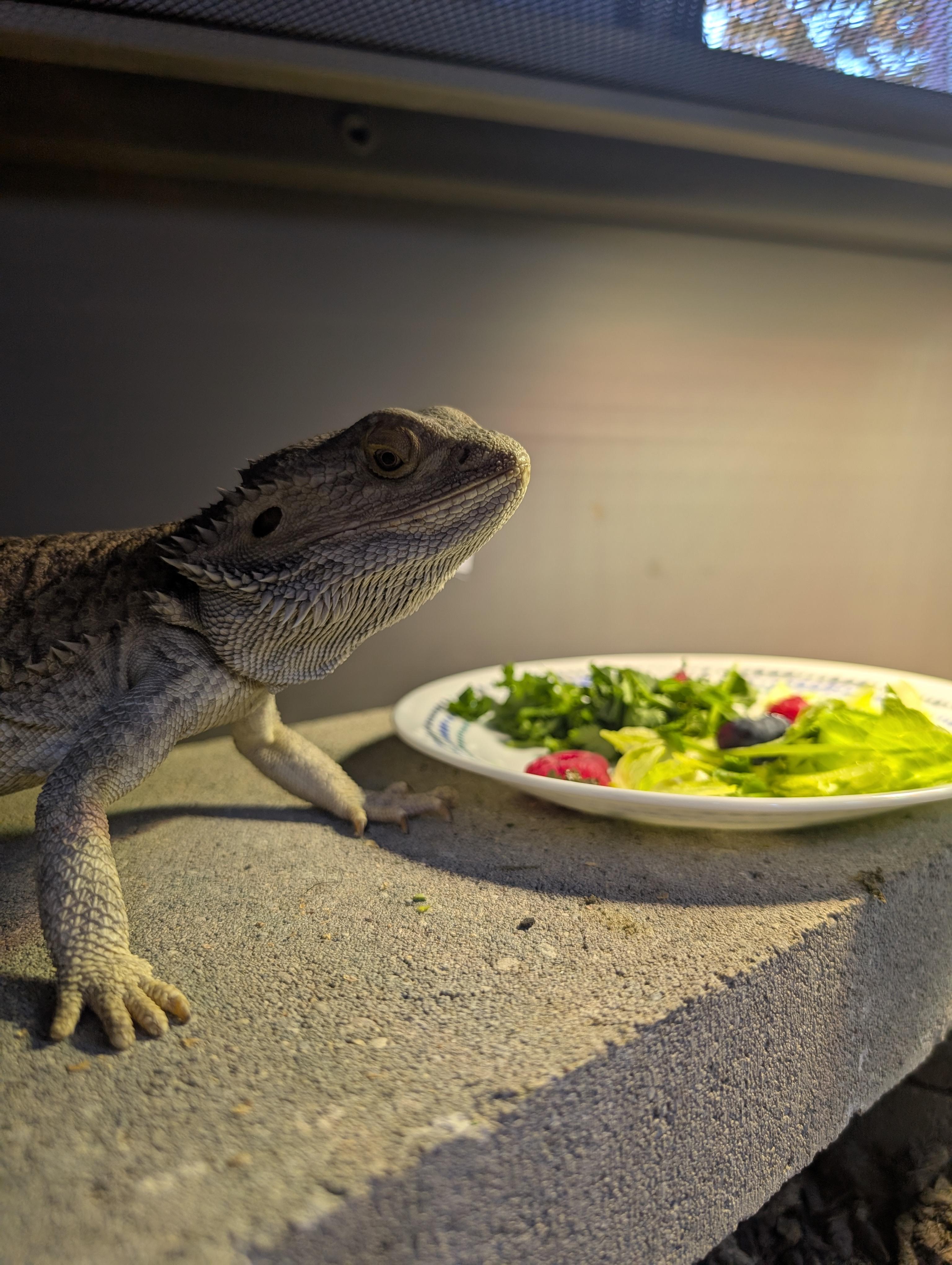 Enlarge Sarge, a ADOPTABLE Bearded Dragon in Merrill, MI image 4/4