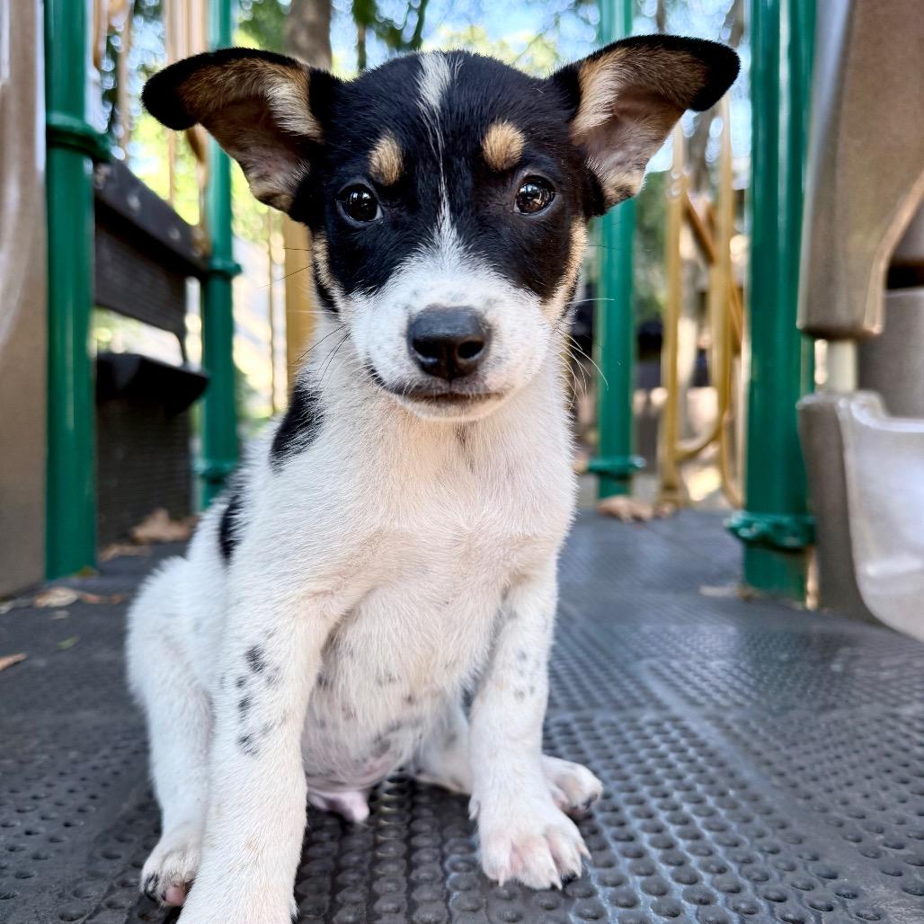 Winston, Adoptable, Puppy Male Beagle.