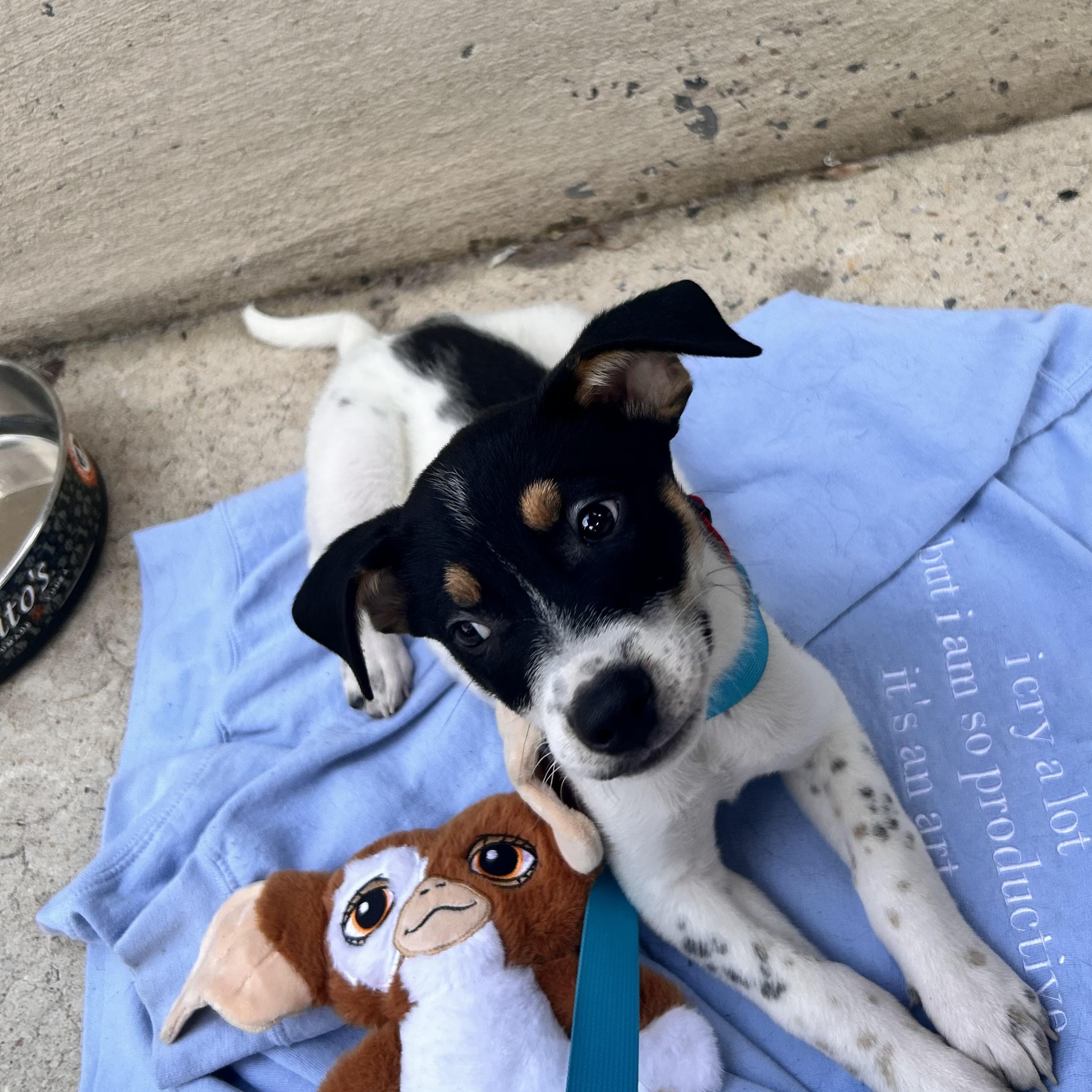 Enlarge Winston, a Adoptable mixed breed in Fairfax, VA image 2/4