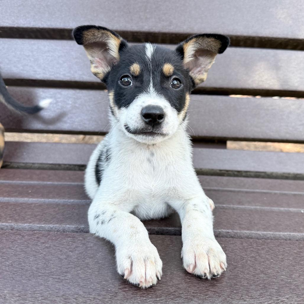 Enlarge Winston, a Adoptable mixed breed in Fairfax, VA image 3/4