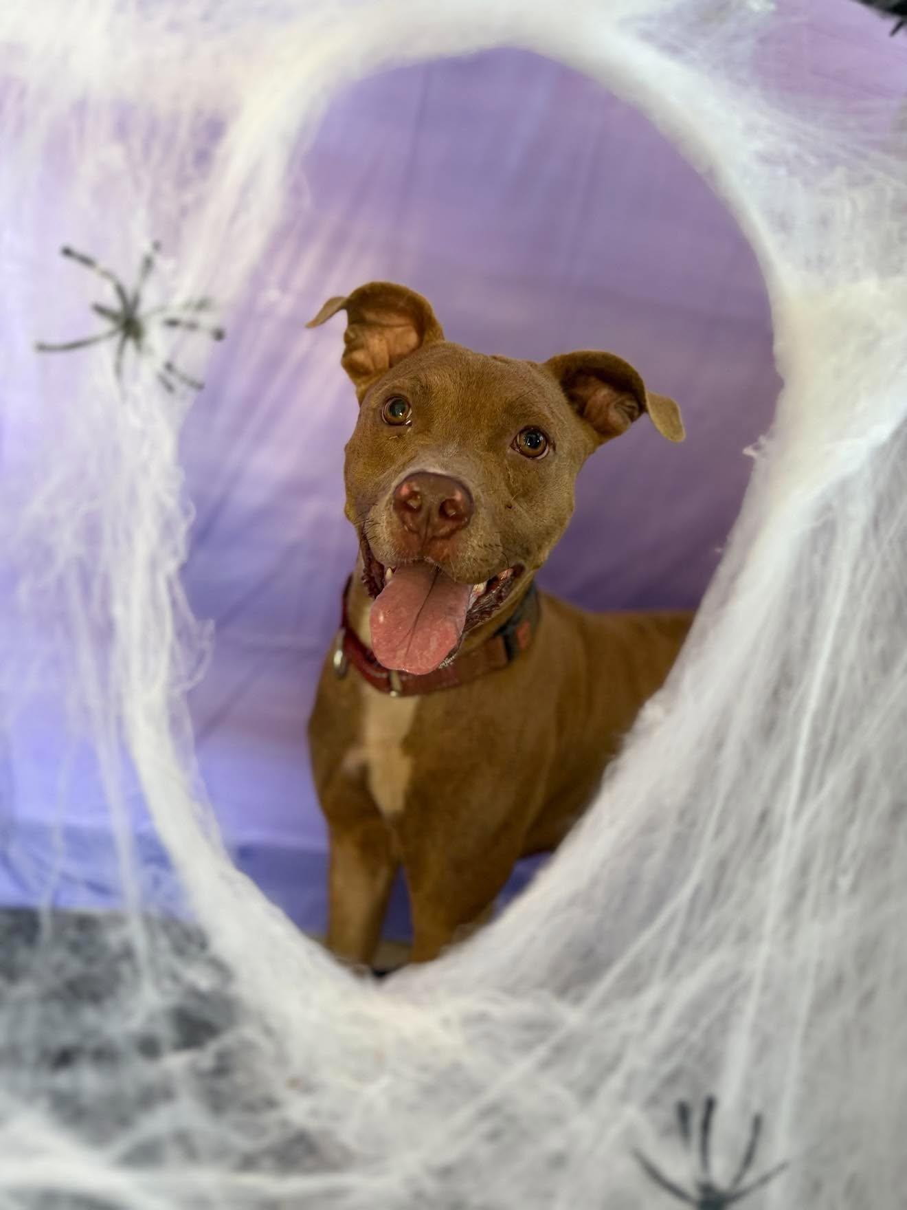 Enlarge Angel, a Adoptable Pit Bull Terrier in Chickasha, OK image 2/4