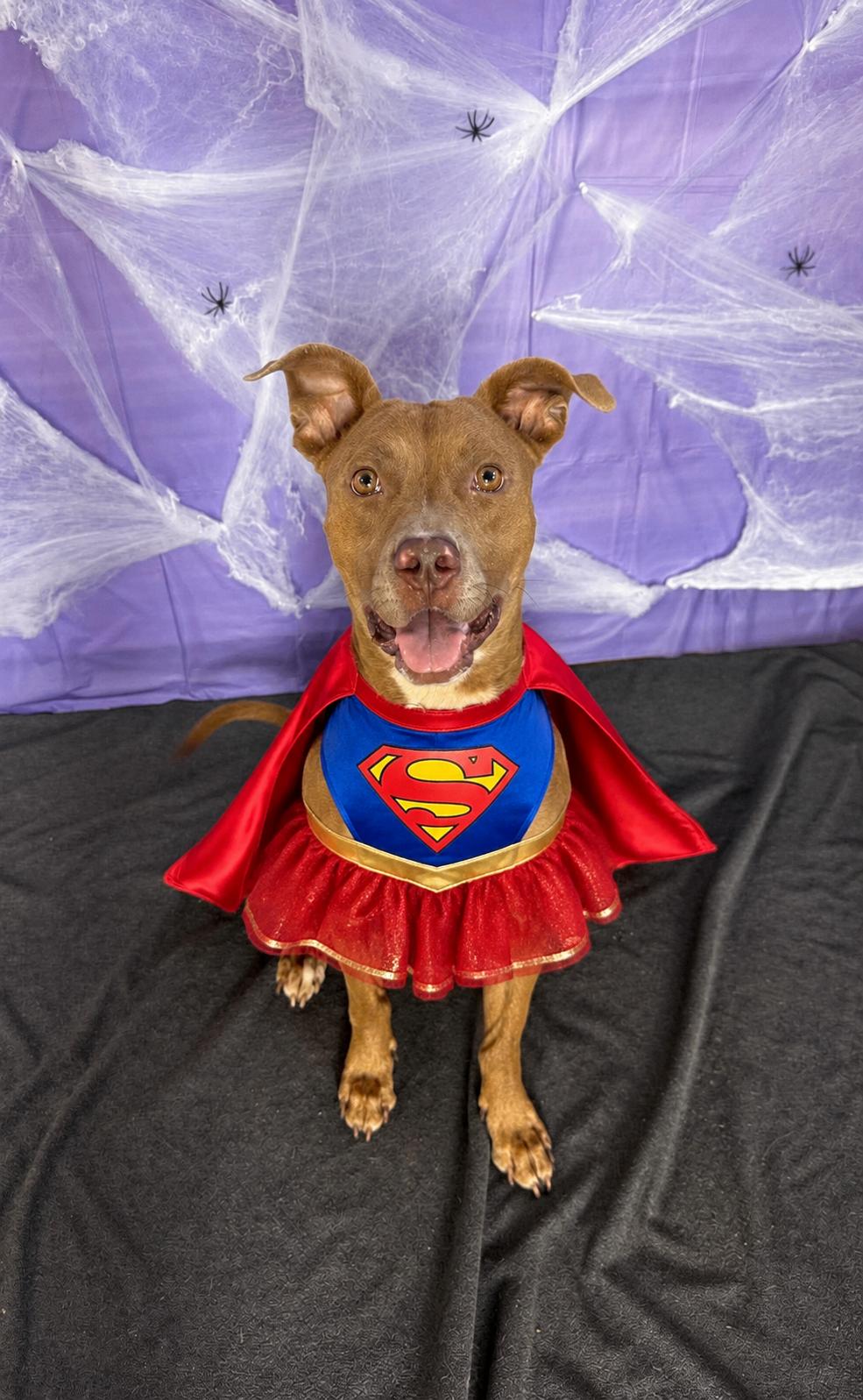 Angel, Adoptable, Young Female Pit Bull Terrier.