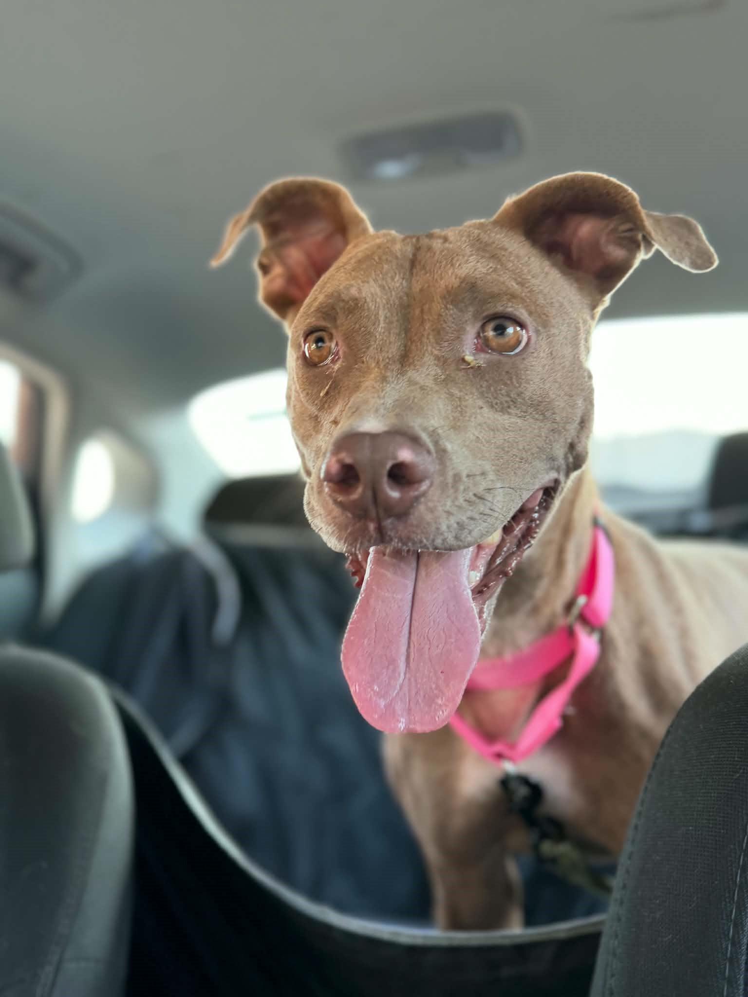 Enlarge Angel, a Adoptable Pit Bull Terrier in Chickasha, OK image 4/4