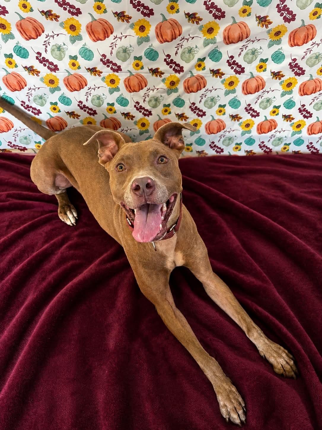 Enlarge Angel, a Adoptable Pit Bull Terrier in Chickasha, OK image 3/4