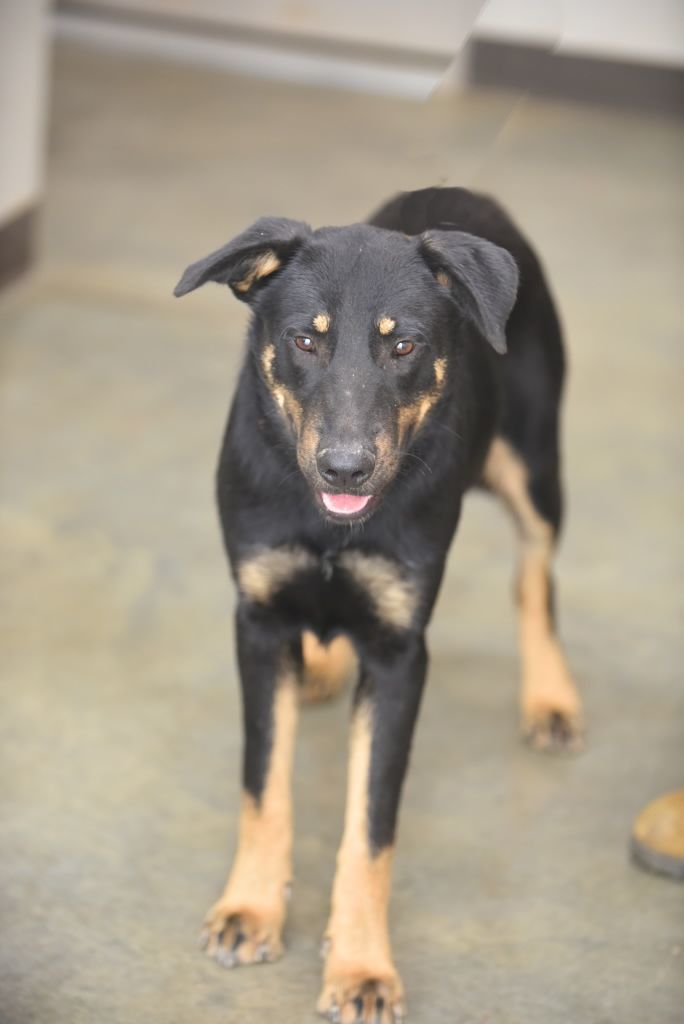 Drake, an adoptable Anatolian Shepherd Mix in Hot Springs, AR_image-1