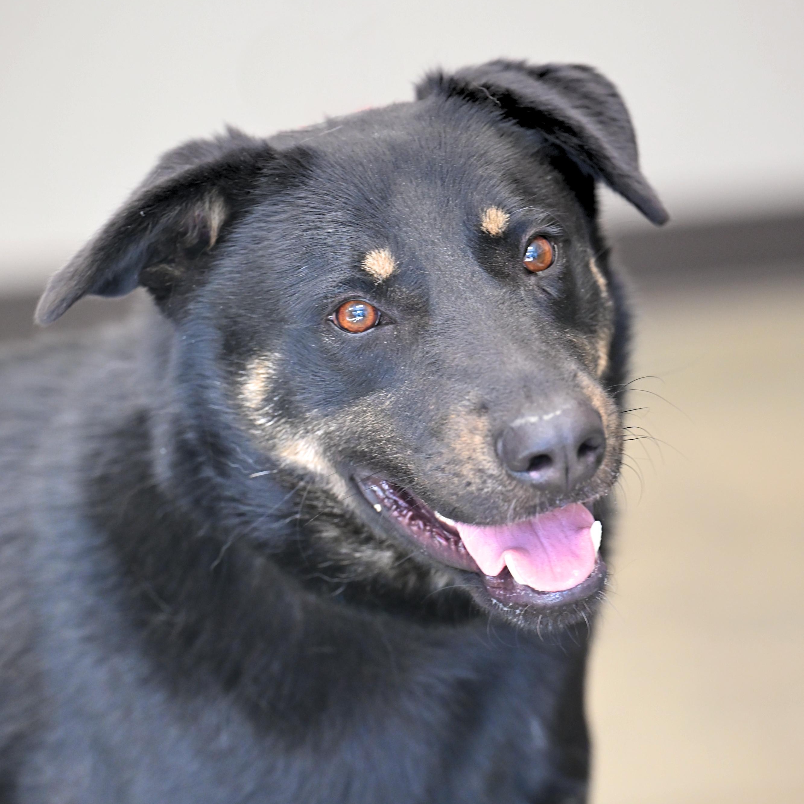 Enlarge Drake, a Adoptable mixed breed in Hot Springs, AR image 3/3