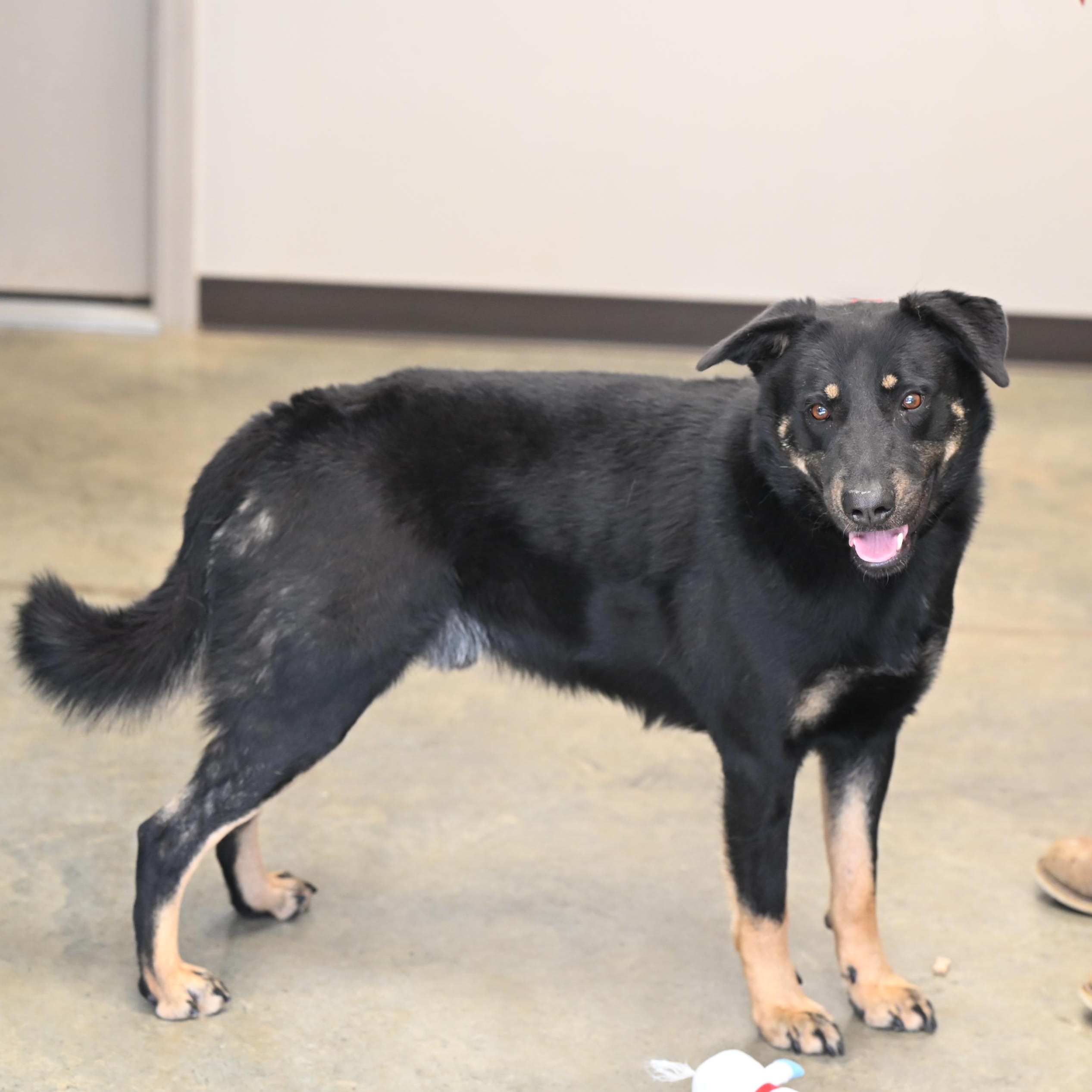 Enlarge Drake, a Adoptable mixed breed in Hot Springs, AR image 2/3