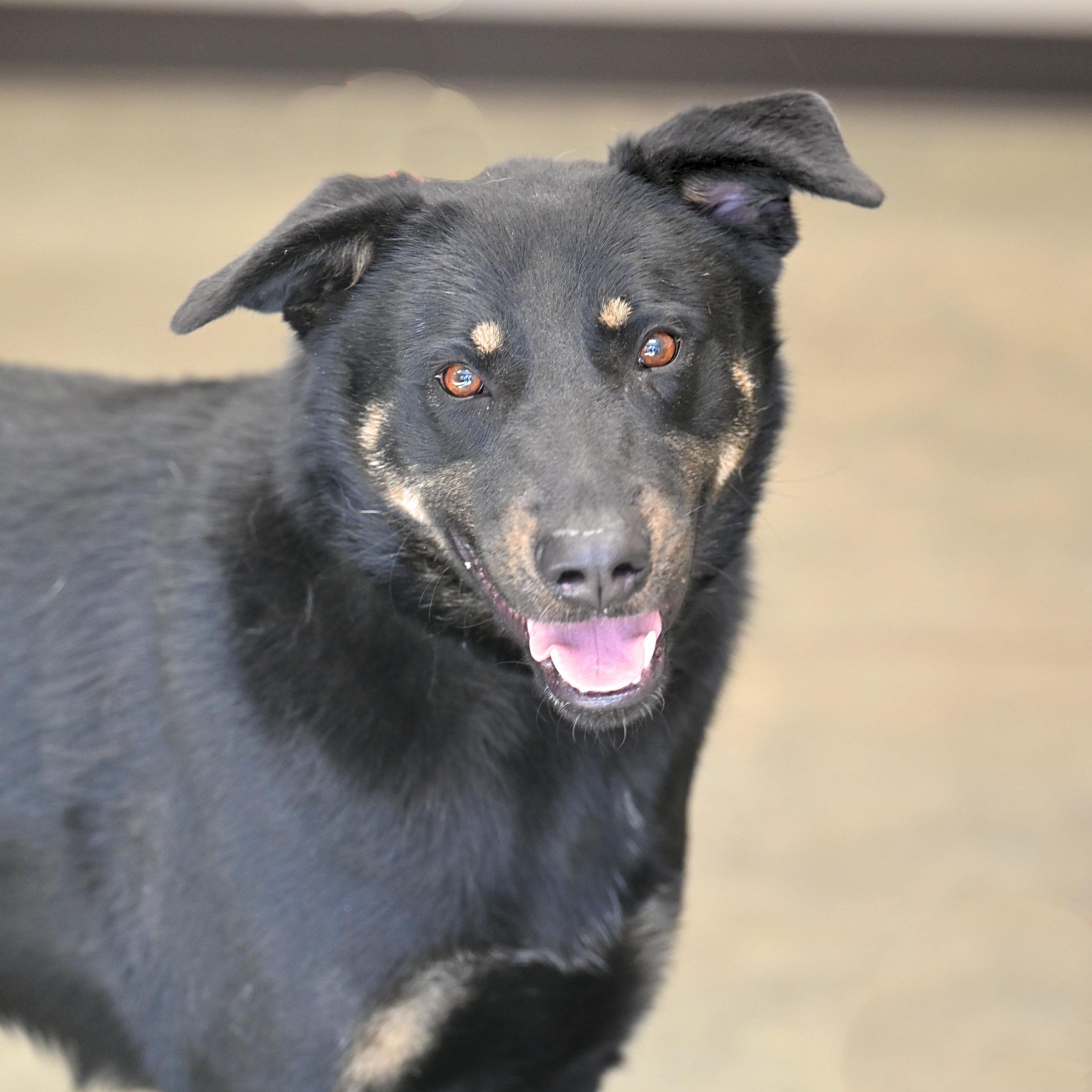 Drake, Adoptable, Adult Male Anatolian Shepherd.
