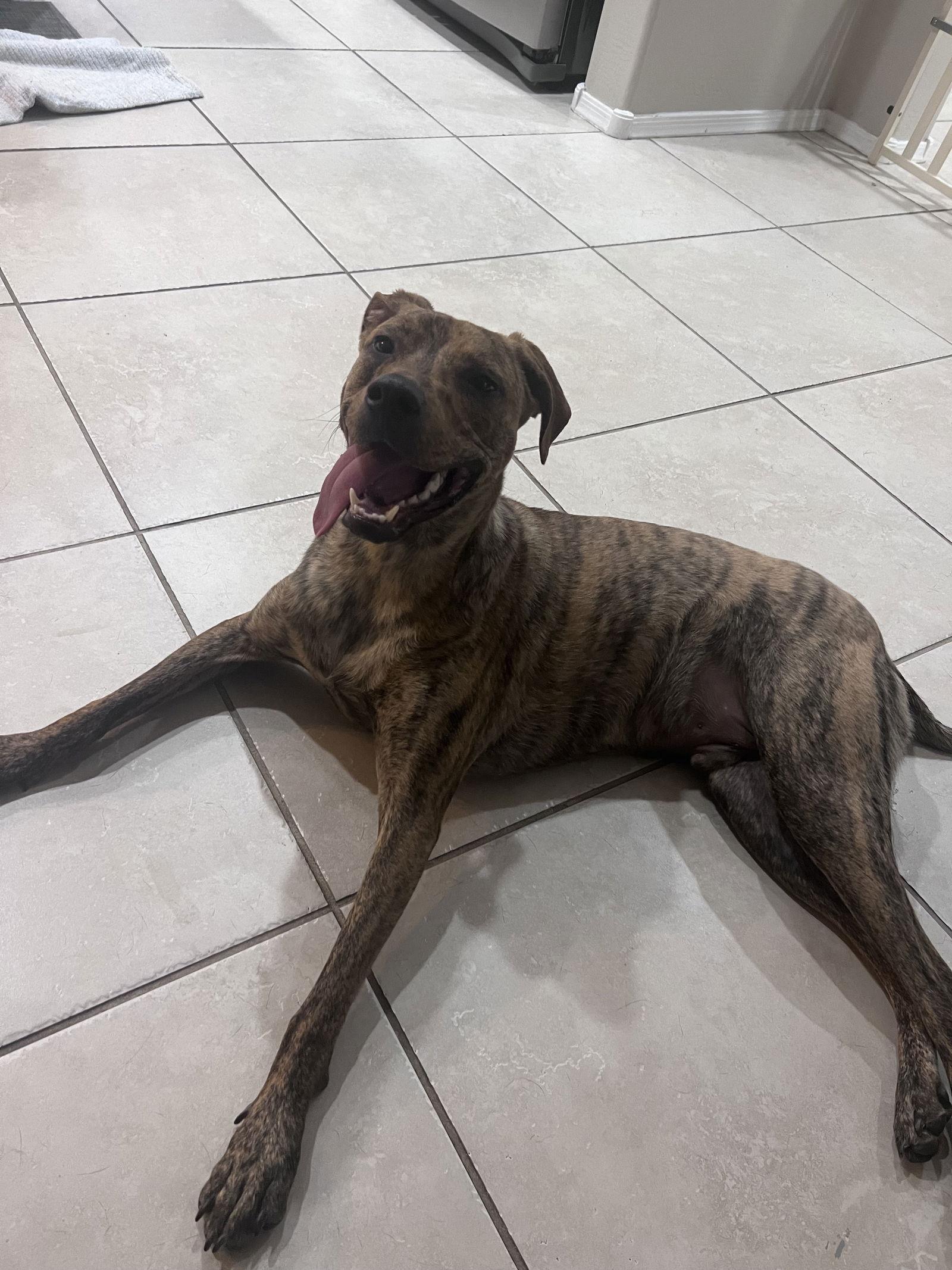 Enlarge ODIN #8, a Adopted mixed breed in Chandler, AZ image 1/2