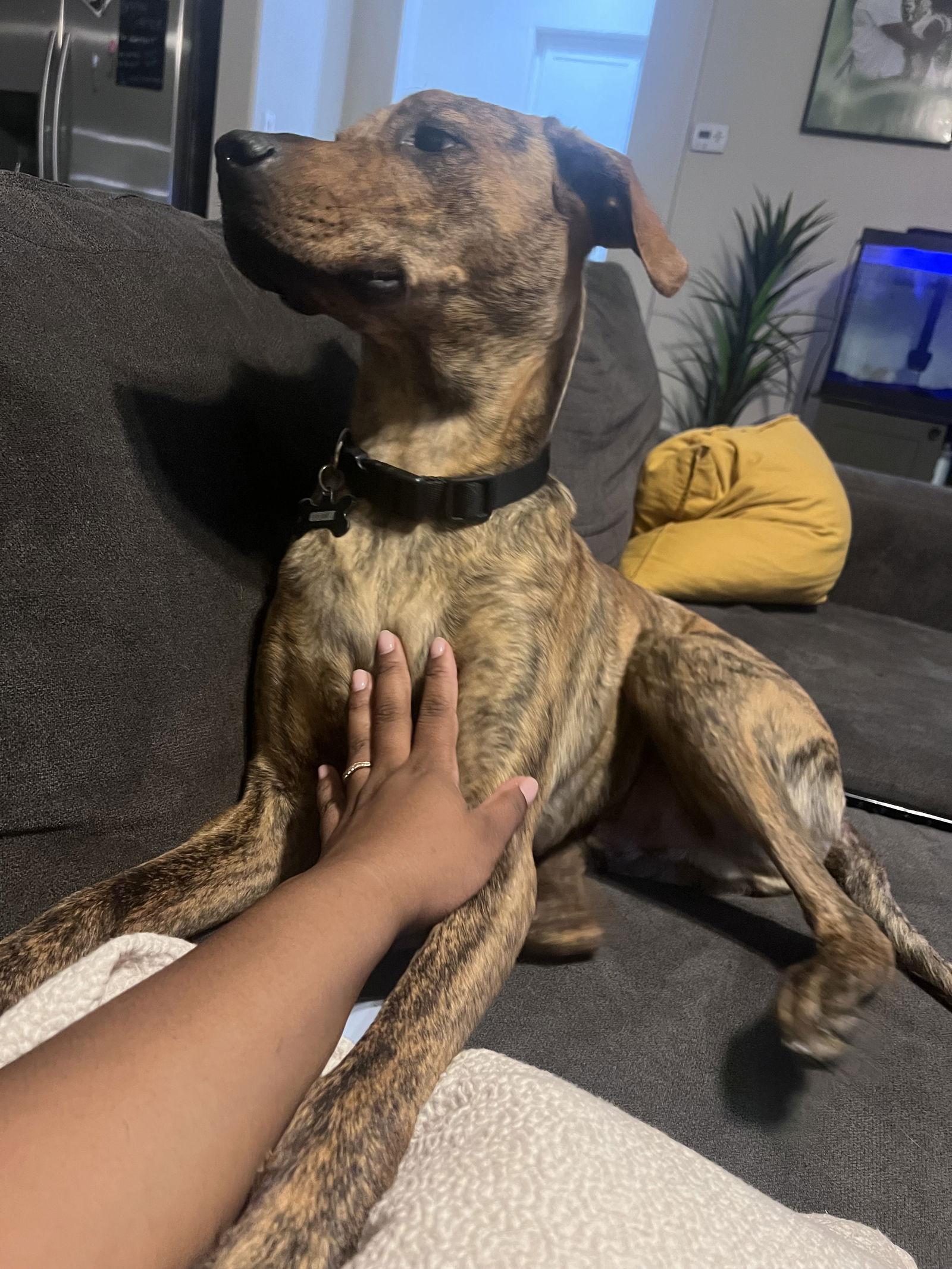 Enlarge ODIN #8, a Adopted mixed breed in Chandler, AZ image 2/2