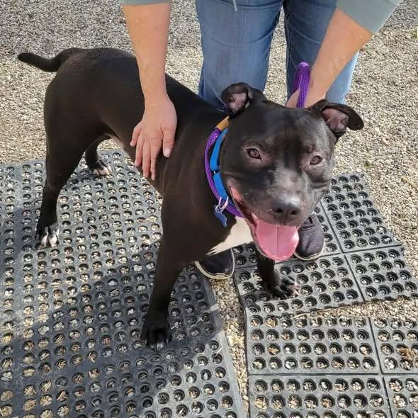 Enlarge PJ, a ADOPTABLE Pit Bull Terrier in Westland, MI image 2/6