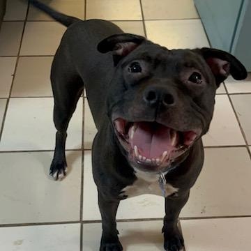 Enlarge PJ, a ADOPTABLE Pit Bull Terrier in Westland, MI image 4/6