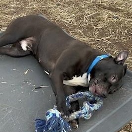 Enlarge PJ, a ADOPTABLE Pit Bull Terrier in Westland, MI image 6/6