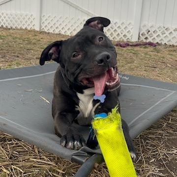 Enlarge PJ, a ADOPTABLE Pit Bull Terrier in Westland, MI image 1/6