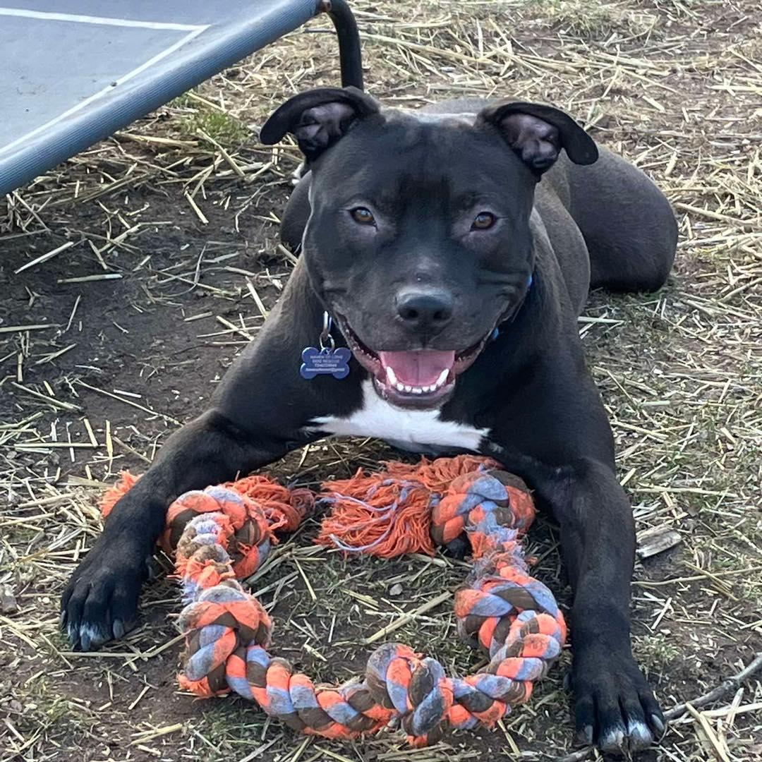 Enlarge PJ, a ADOPTABLE Pit Bull Terrier in Westland, MI image 3/6