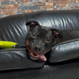 Enlarge PJ, a ADOPTABLE Pit Bull Terrier in Westland, MI image 5/6