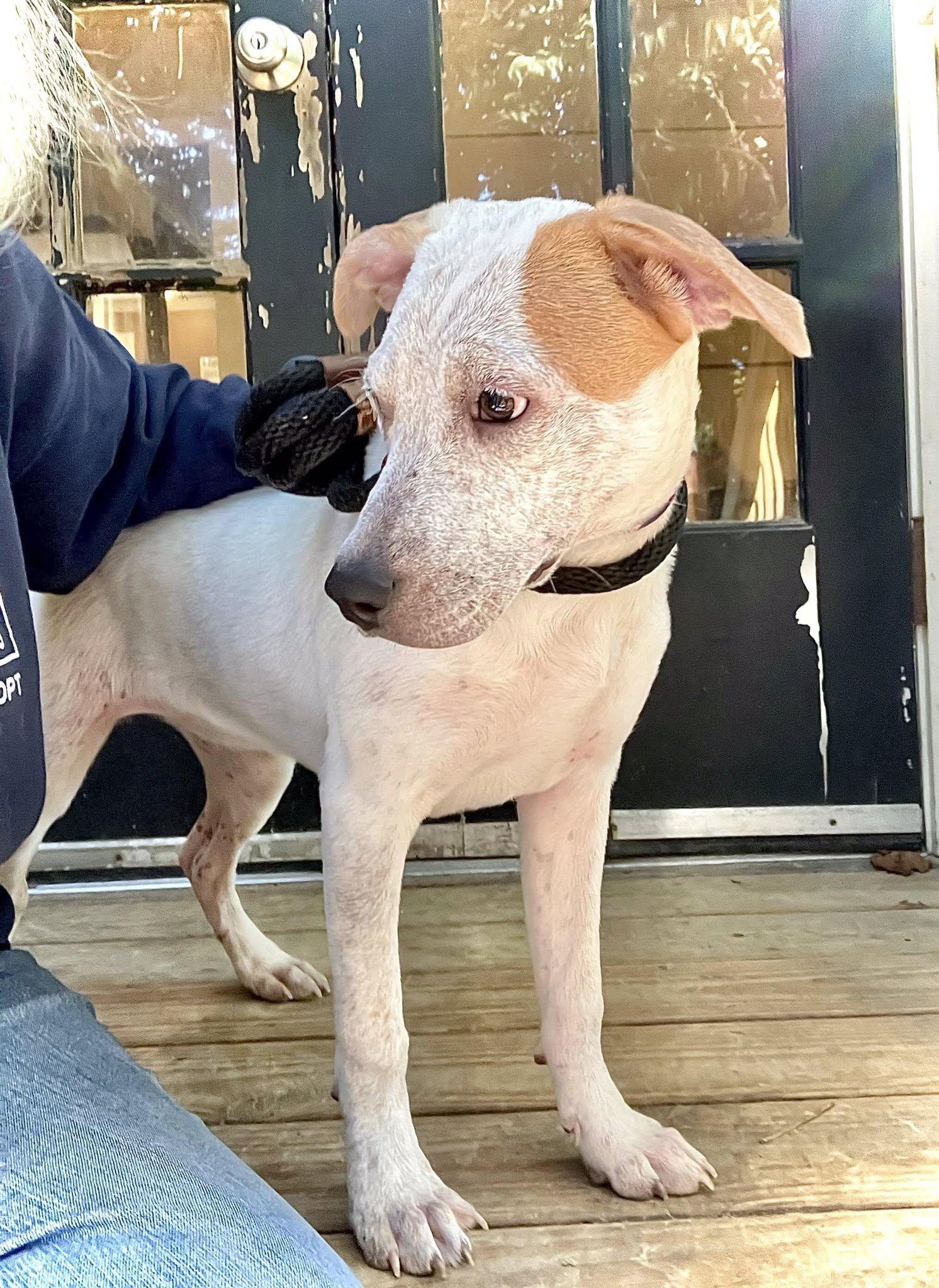 TORI, Adoptable, Young Female Pointer.