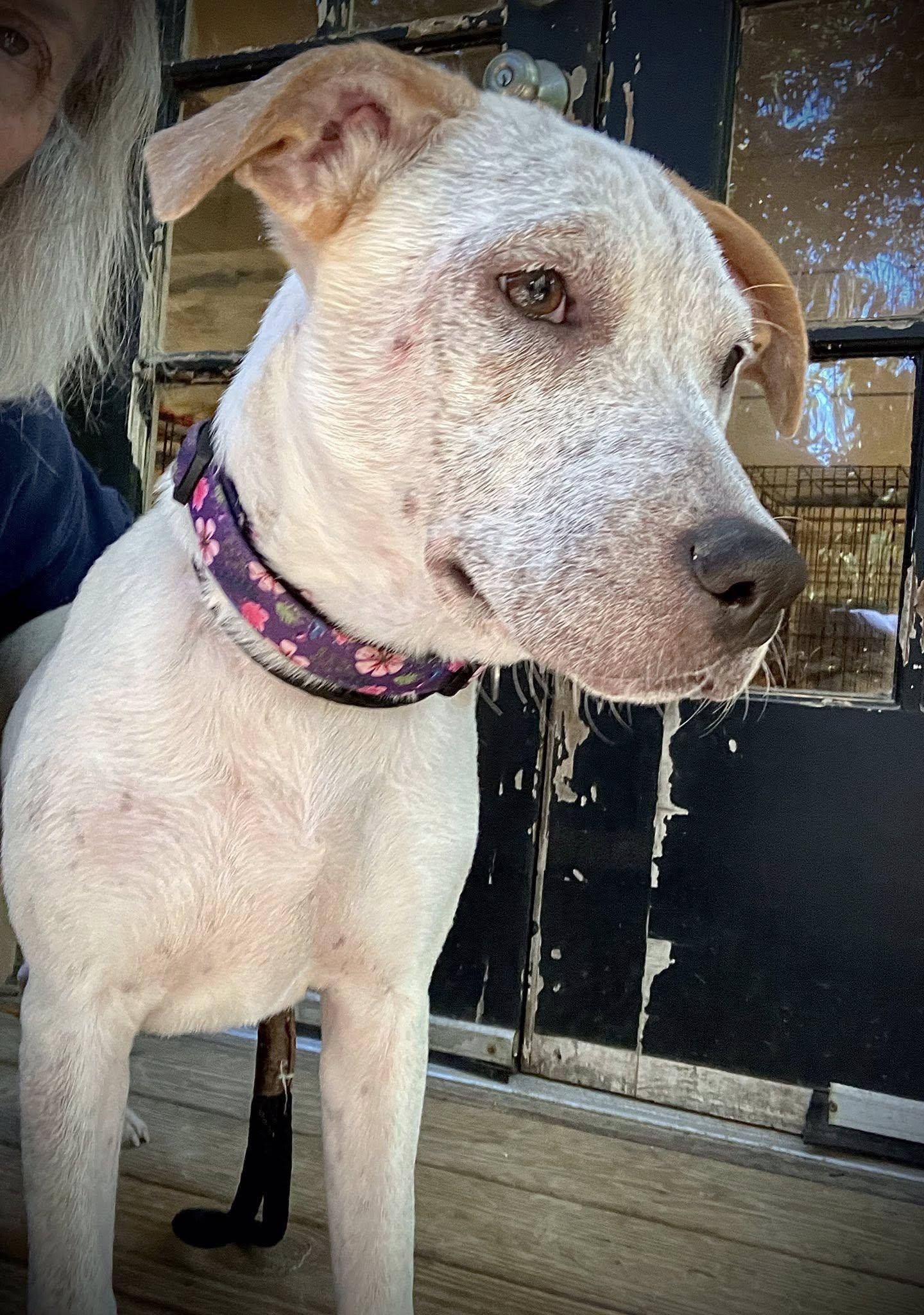 TORI, a Adoptable mixed breed in Baton Rouge, LA image 2/3