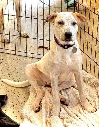 TORI, a Adoptable mixed breed in Baton Rouge, LA image 3/3