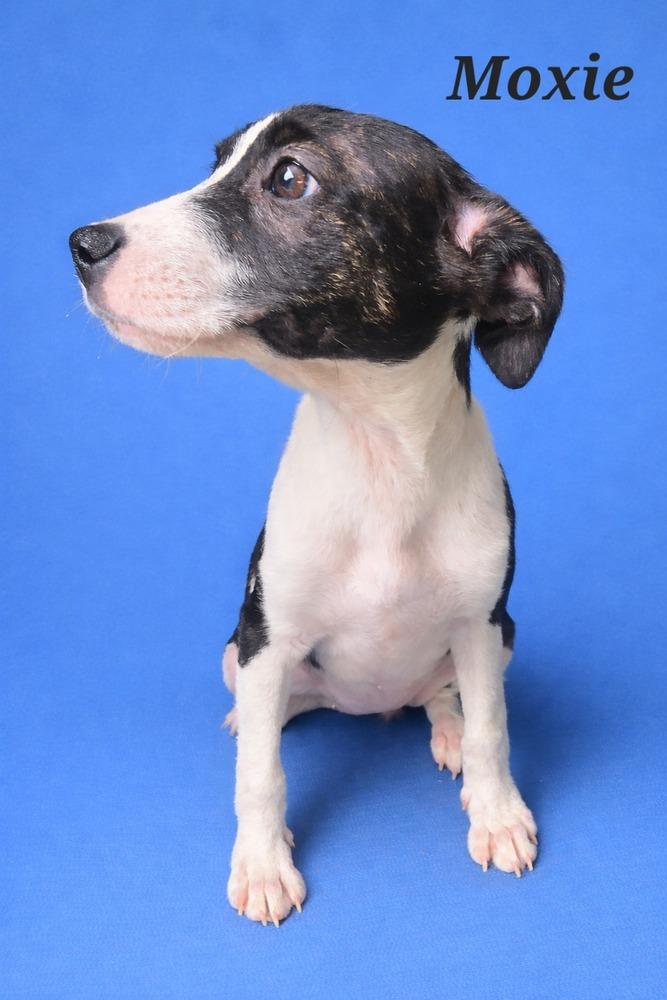 Moxie, Adoptable, Adult Female Labrador Retriever & Hound.