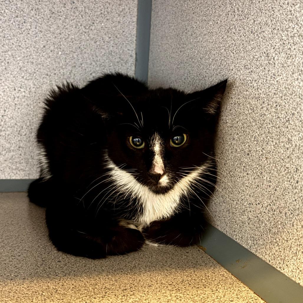 Enlarge Mr. Crawley, a Adoptable Domestic Short Hair in Hudson, NY image 1/1