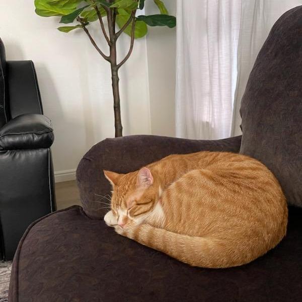 Pickles, Adoptable, Adult Male Domestic Short Hair.