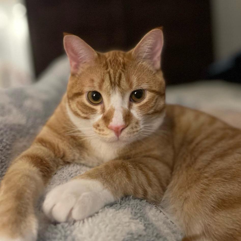 Enlarge Pickles, a Adoptable Domestic Short Hair in Layton, UT image 2/4