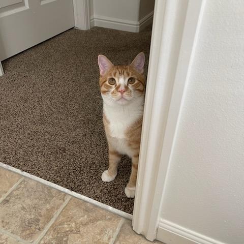 Enlarge Pickles, a Adoptable Domestic Short Hair in Layton, UT image 3/4