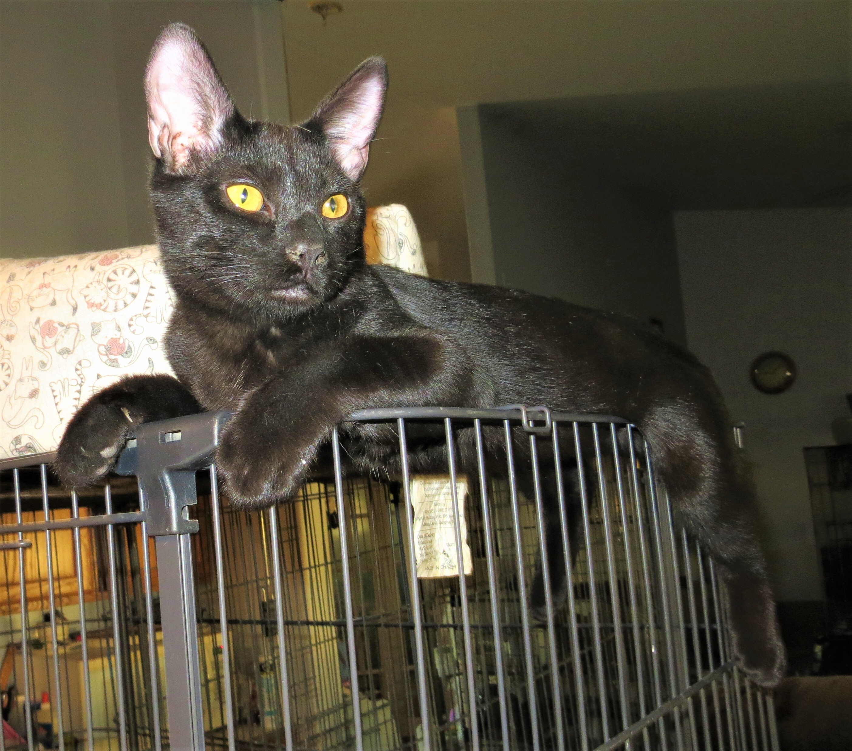 Legend, an adoptable Domestic Short Hair in Cottonwood, CA, 96022 | Photo Image 1