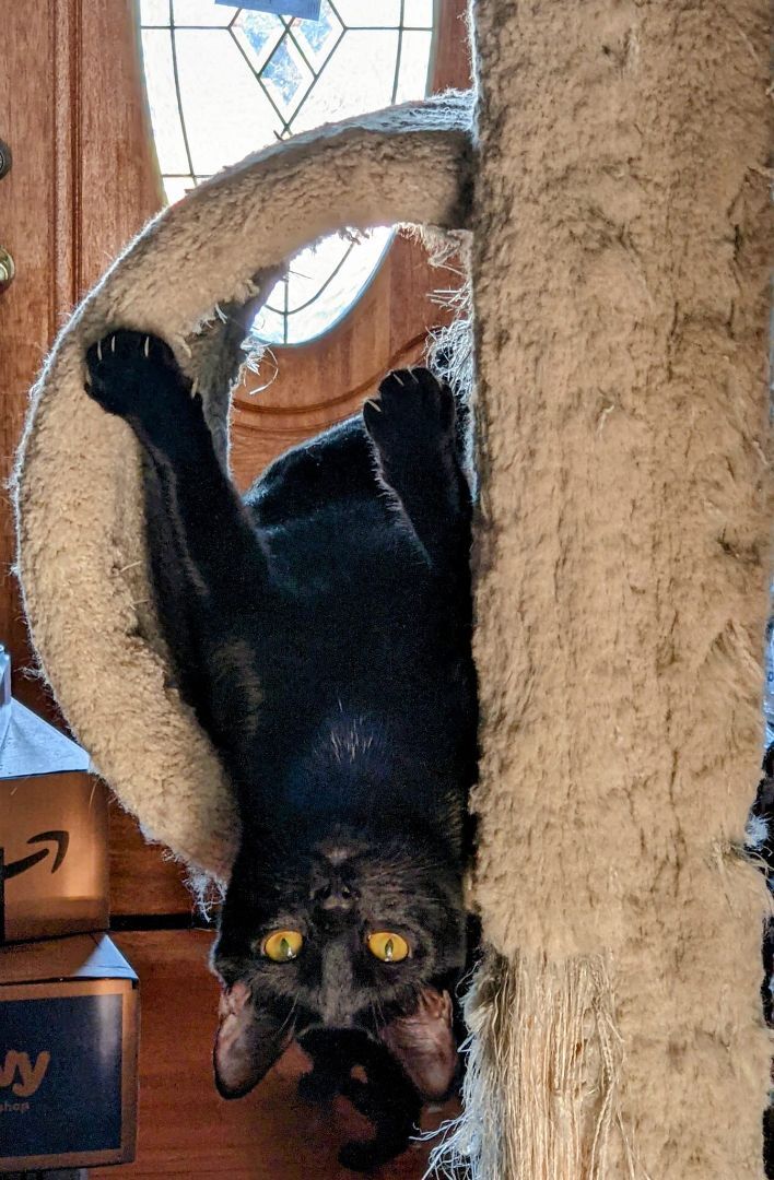 Legend, an adoptable Domestic Short Hair in Cottonwood, CA, 96022 | Photo Image 2