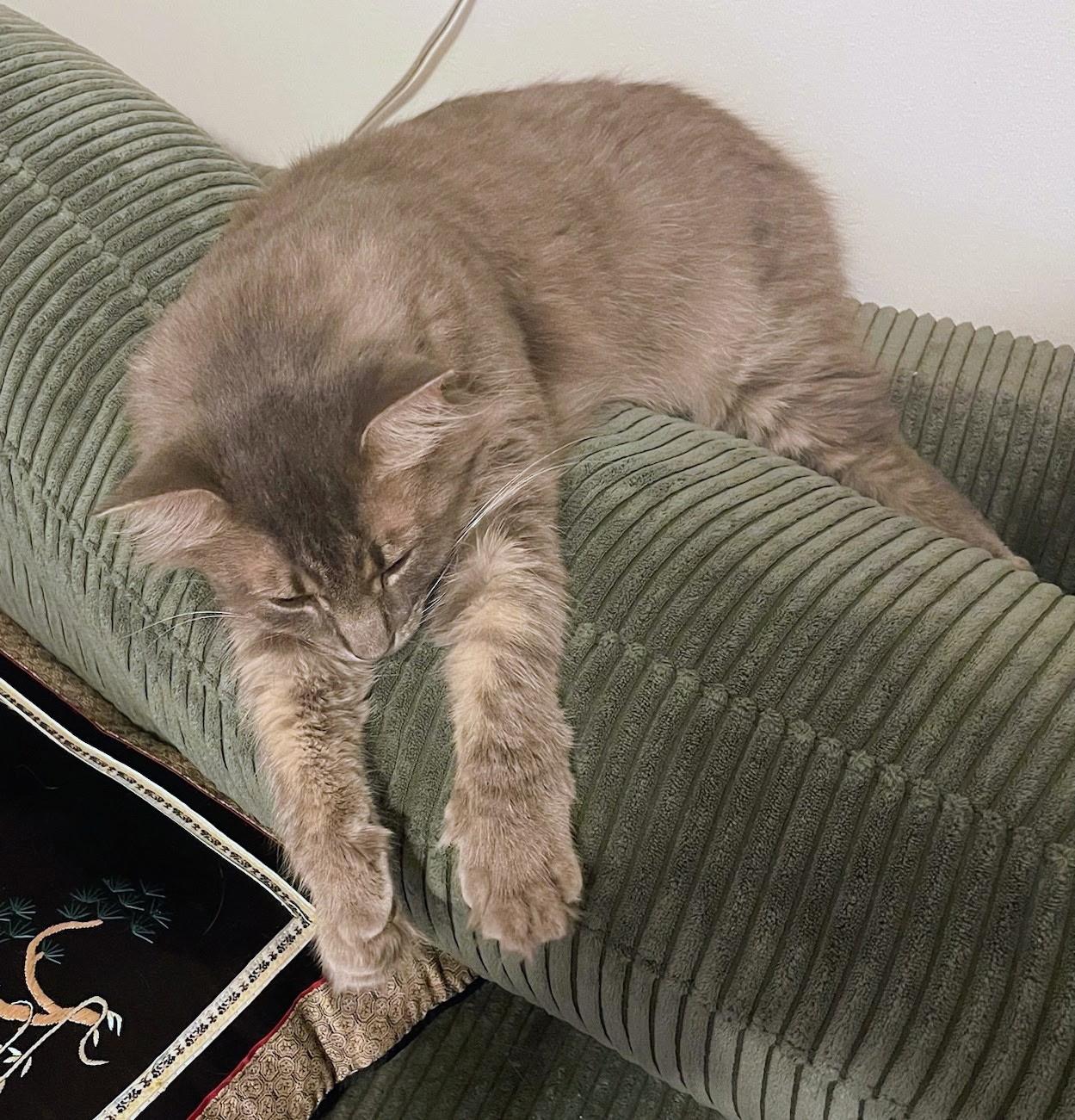 Fluffy, Adoptable, Adult Male Domestic Long Hair.