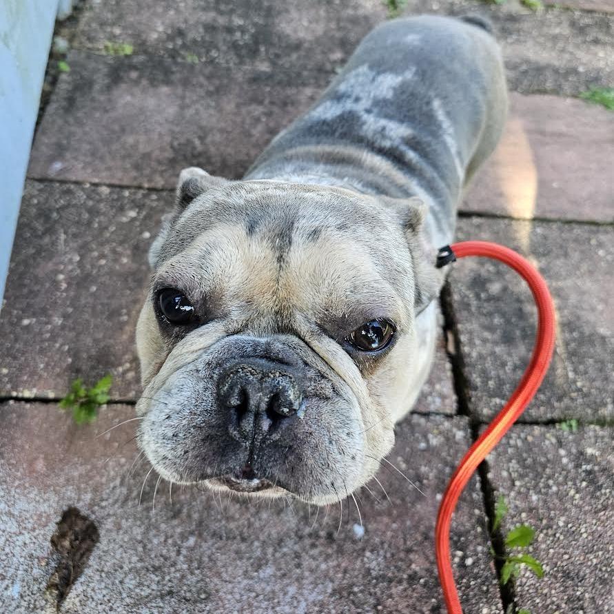 Speck, a Adoptable French Bulldog in Staten Island, NY image 1/6