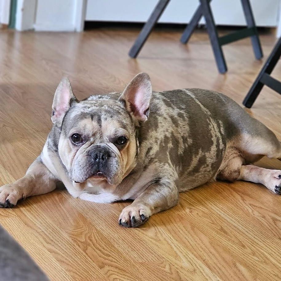 Speck, a Adoptable French Bulldog in Staten Island, NY image 2/6